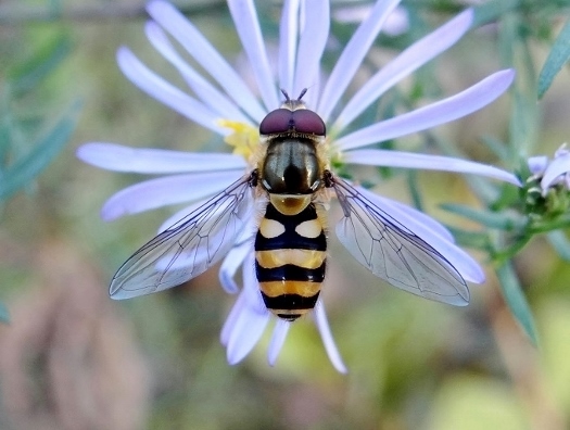 this is a hover fly